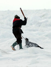 Canada Seal Hunt