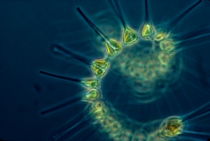 phytoplankton1.jpg